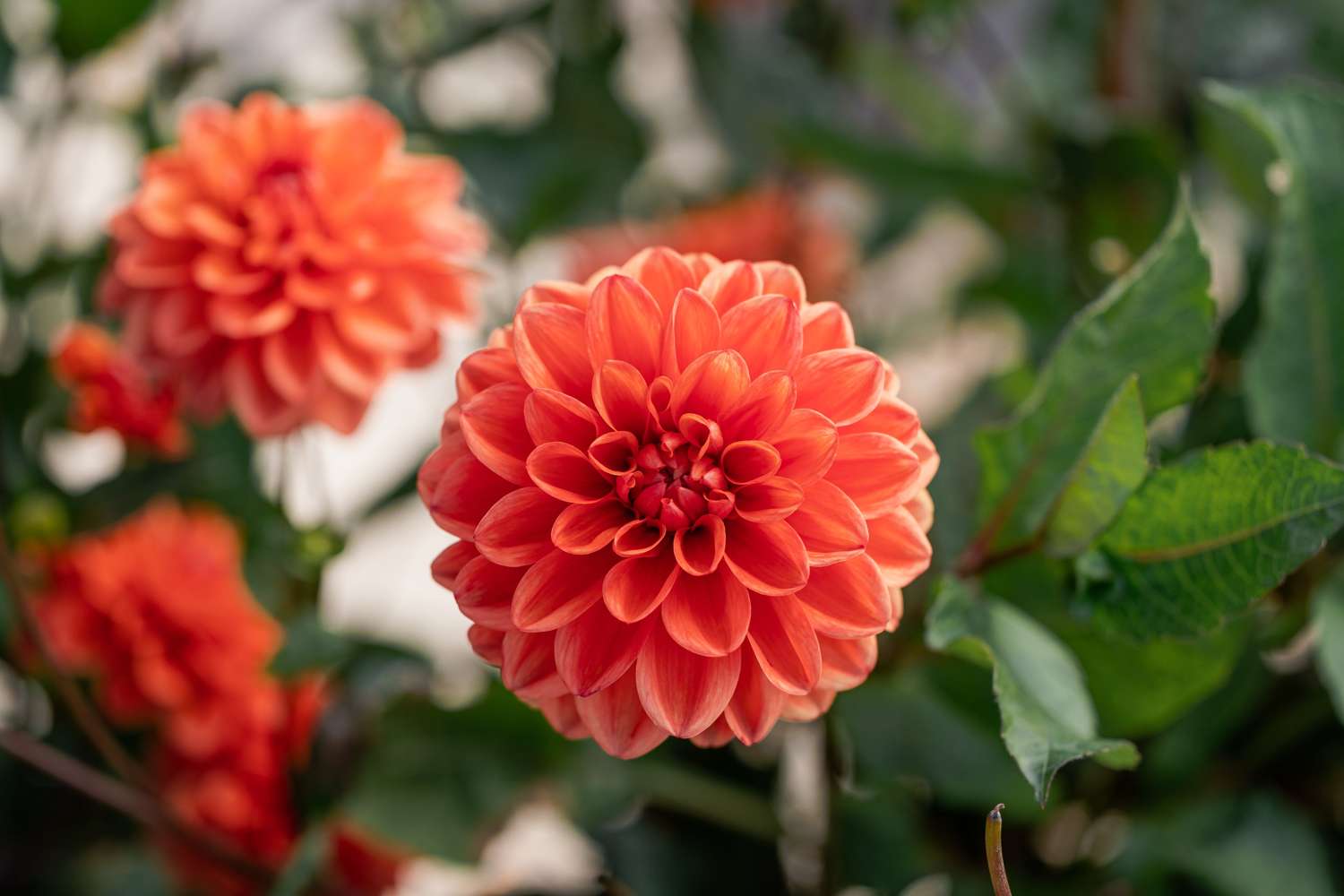 Daalia 'Orange Nugget'